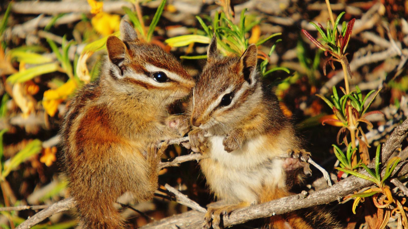 Merriam's Chipmunk Midpeninsula Regional Open Space District